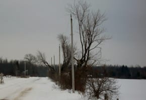 tree beside power line