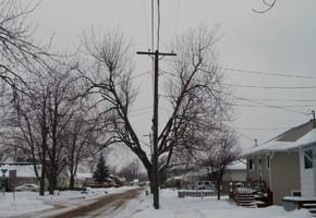 V out tree near power line